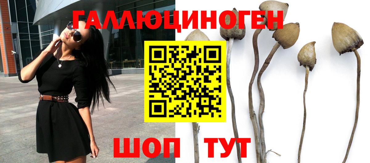 Псилоцибиновые грибы Cubensis Хабаровск